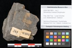 Foto (Objekt + Etikett) von Zamiostrobus lunzensis Ettingshausen (NHMW-GEO-2024-0188-10603)